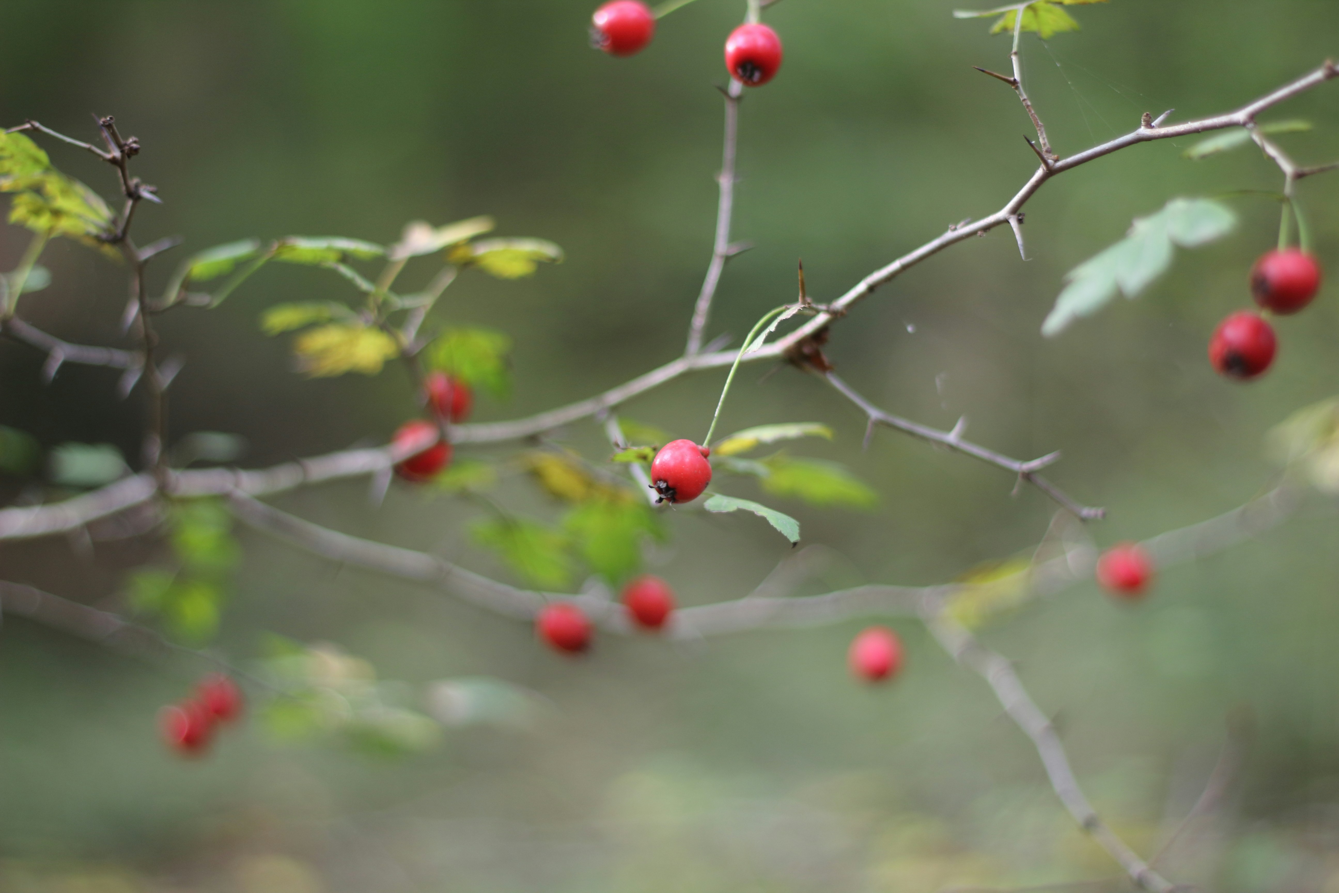 Photo by saleh_aka_jim