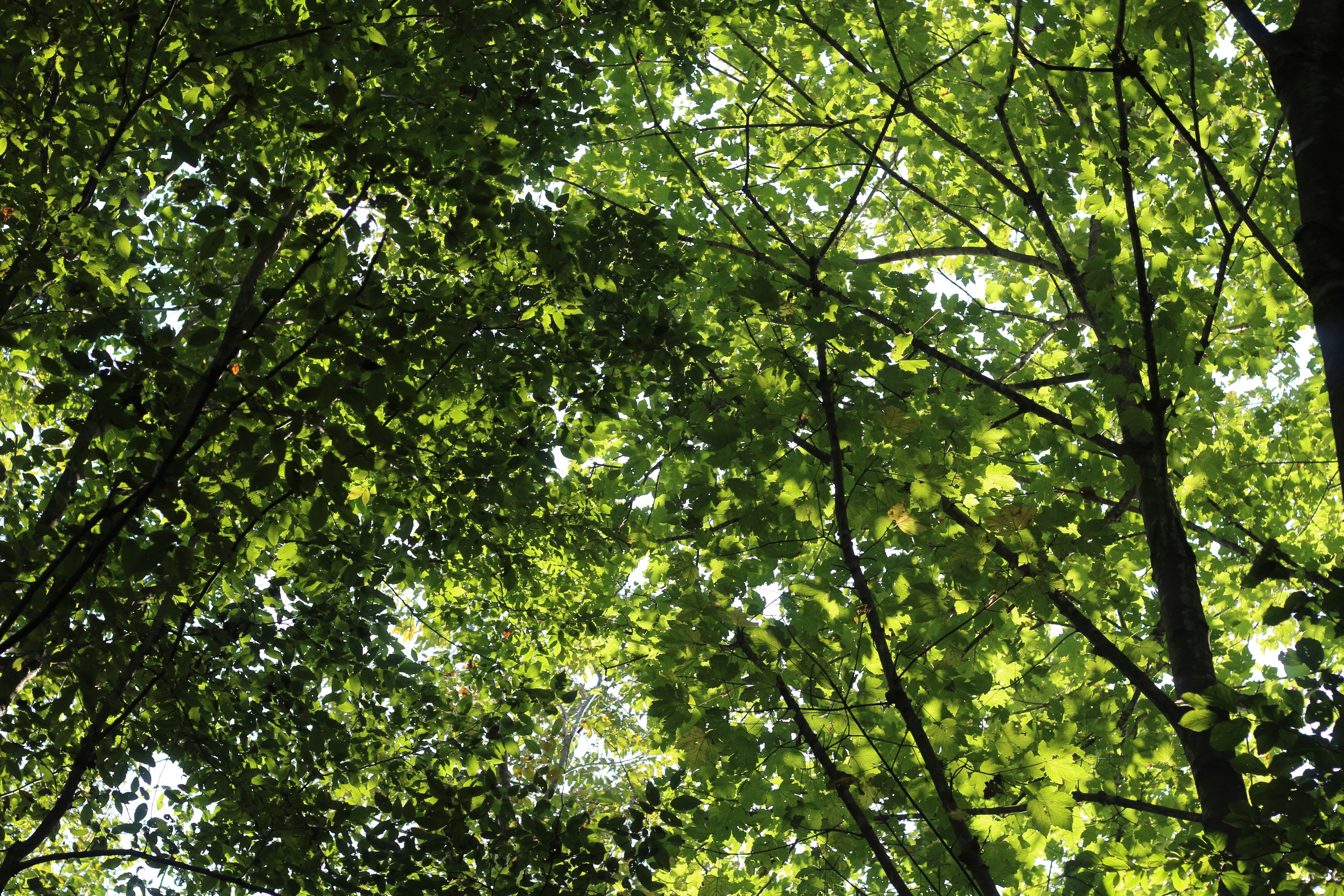 Photo by saleh_aka_jim