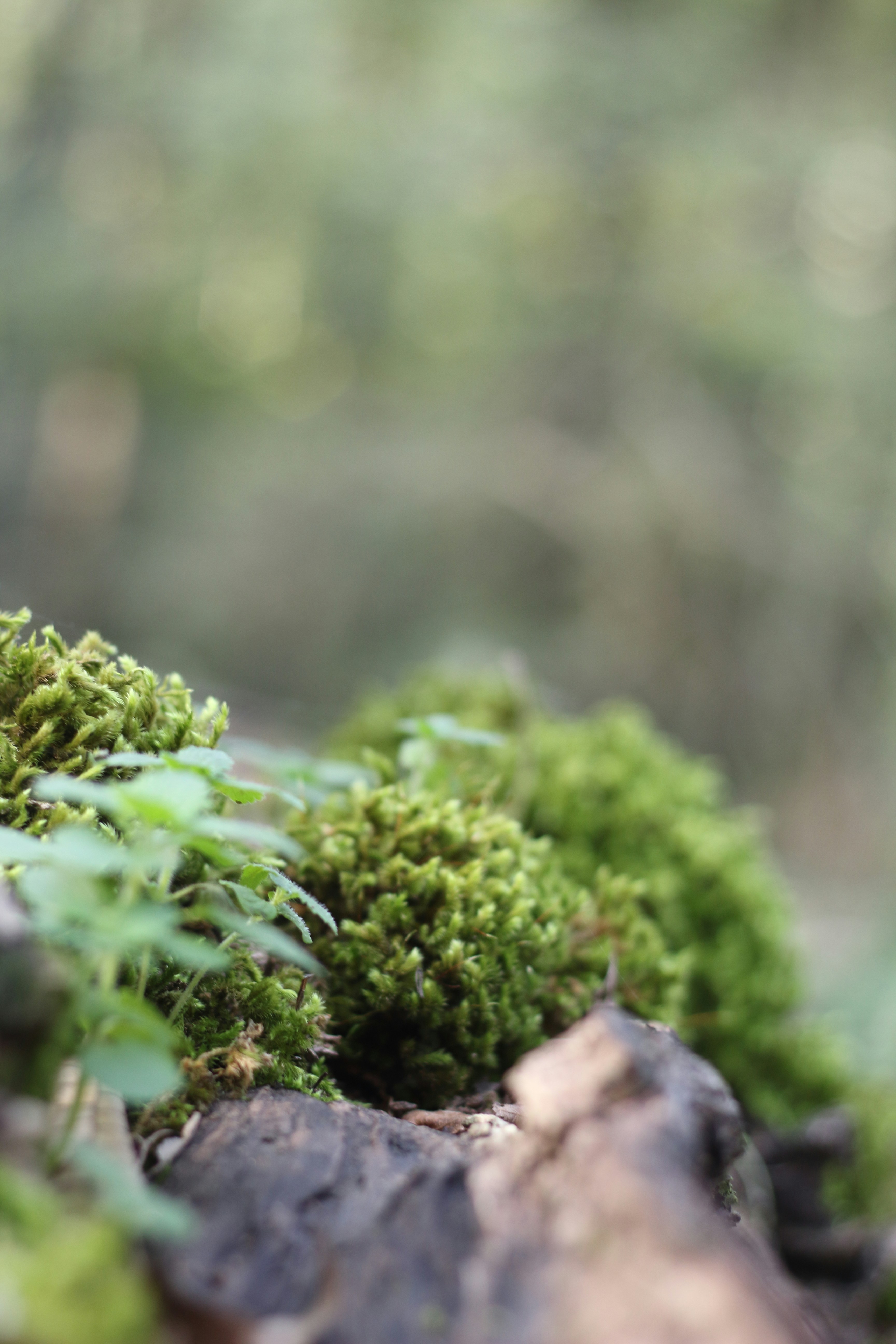 Photo by saleh_aka_jim