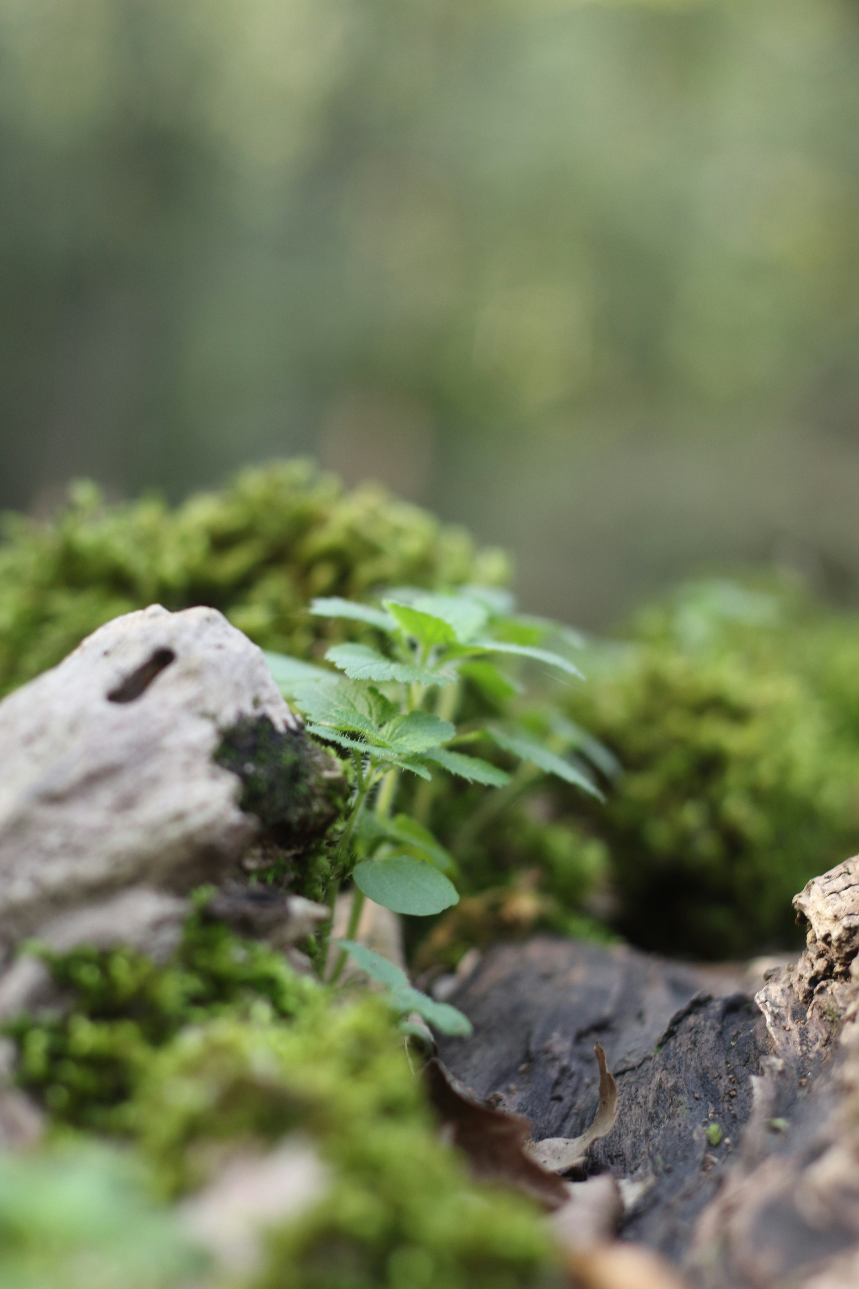 Photo by saleh_aka_jim