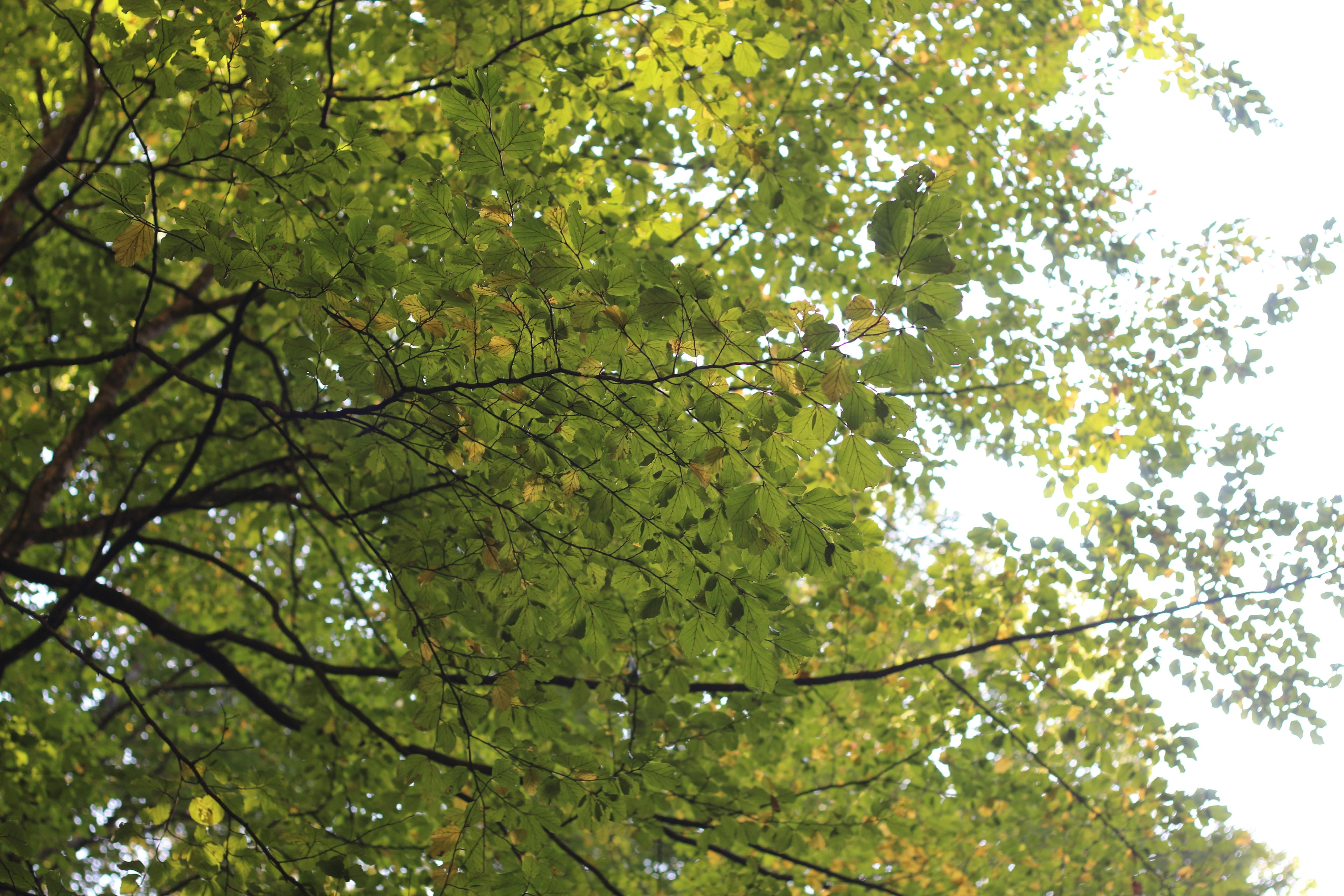 Photo by saleh_aka_jim