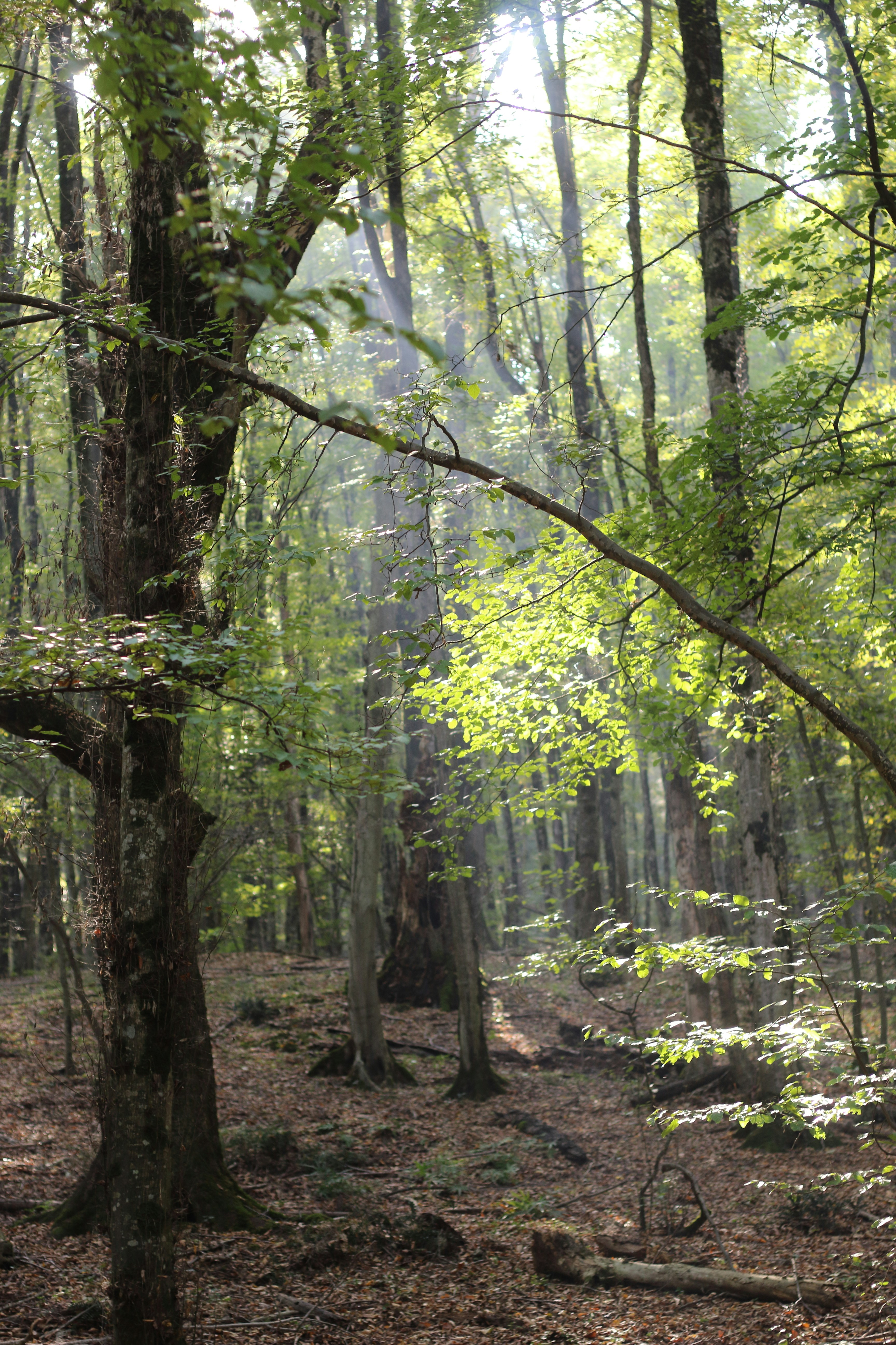 Photo by saleh_aka_jim