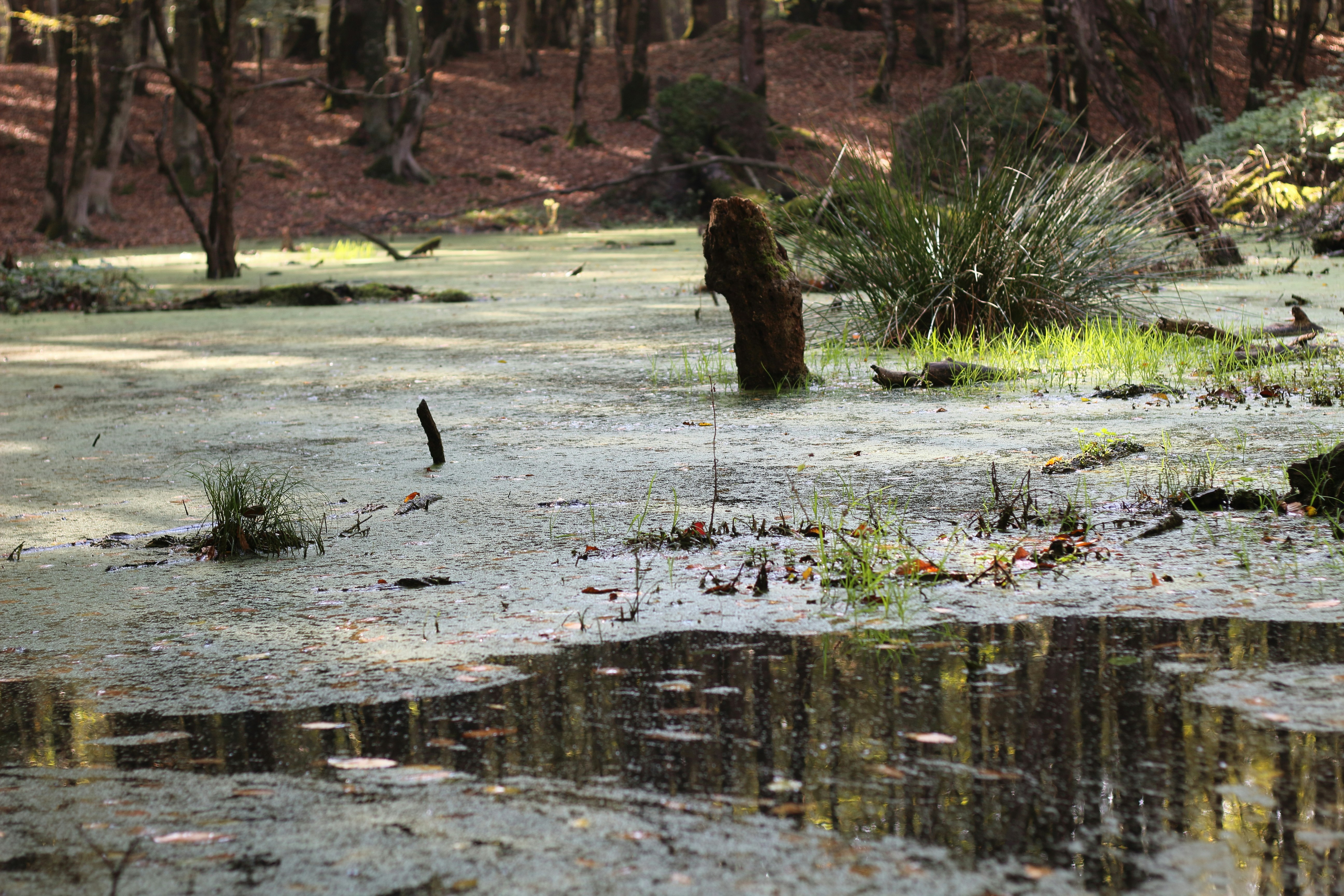 Photo by saleh_aka_jim