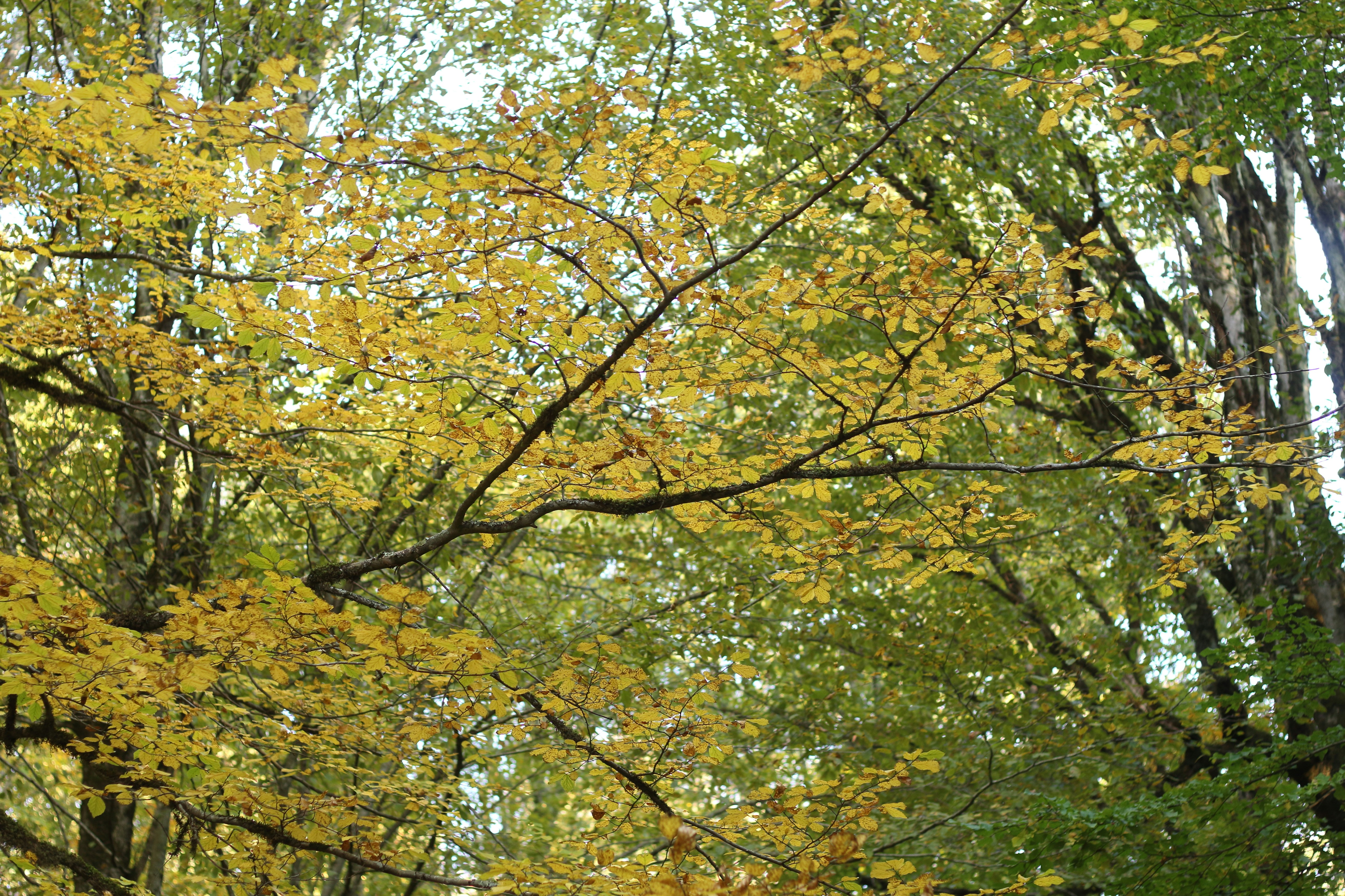 Photo by saleh_aka_jim