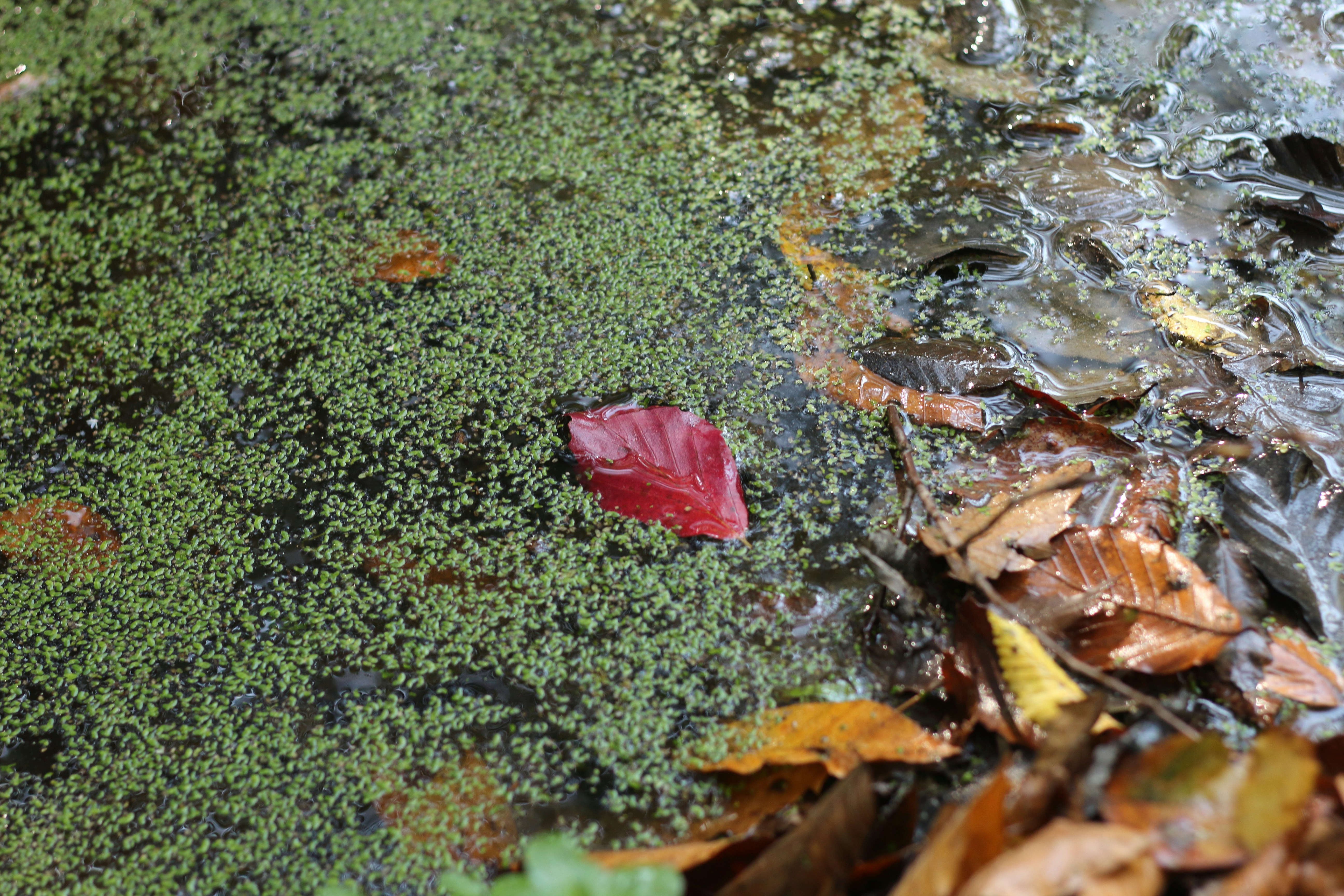 Photo by saleh_aka_jim