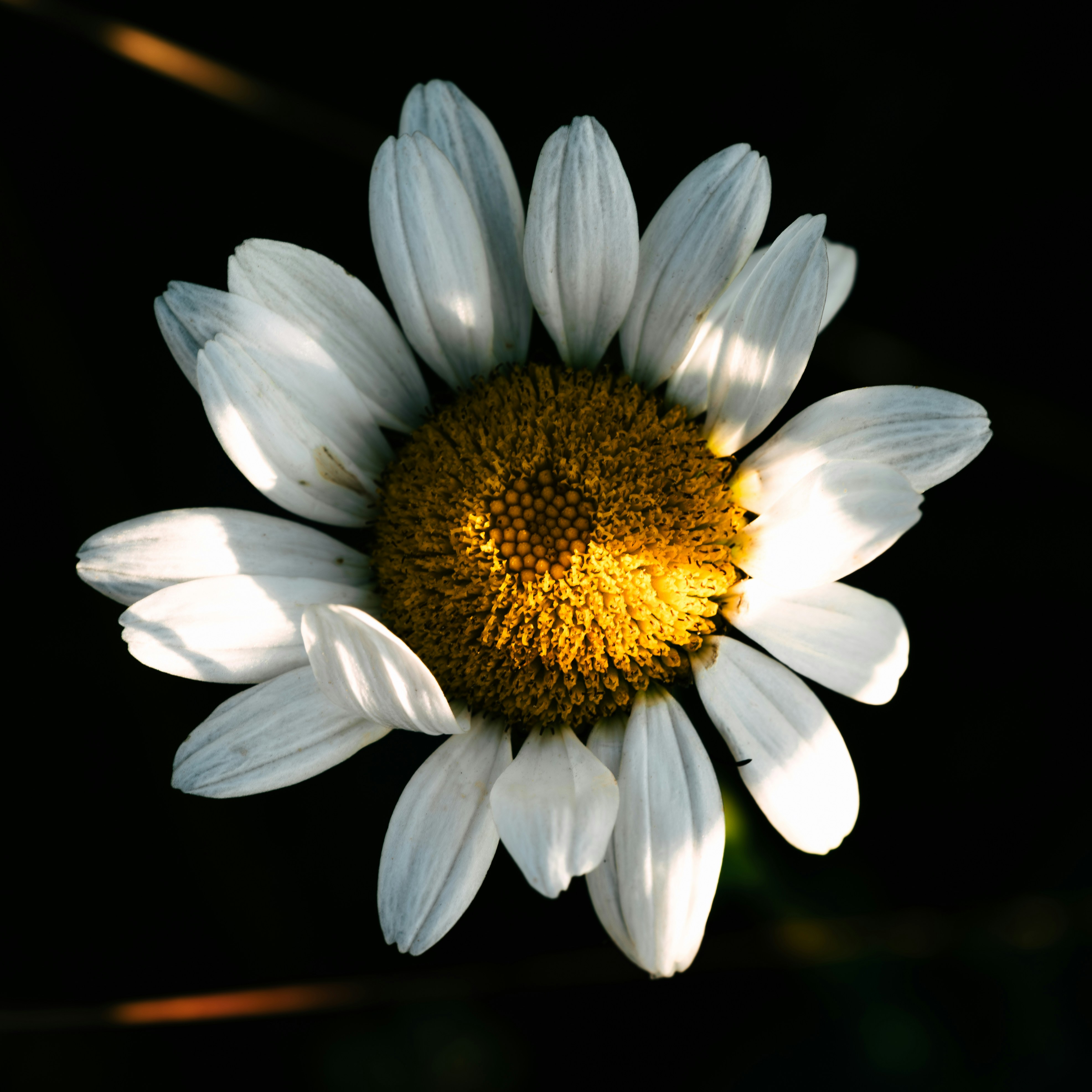 Photo by vitocornelius