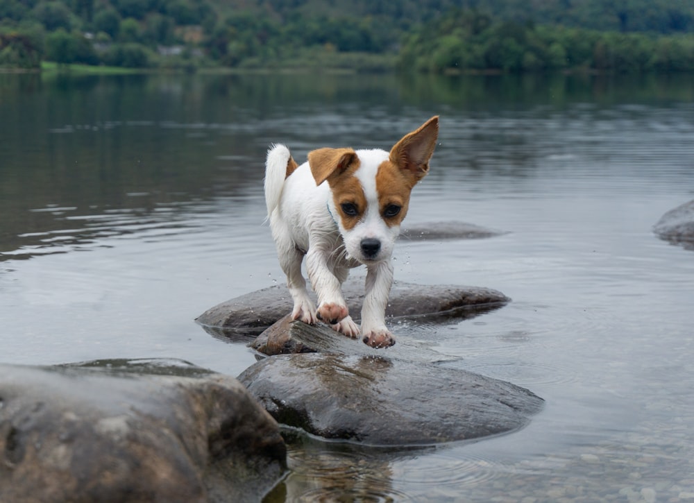 a brown and white dog standing on top of a rock