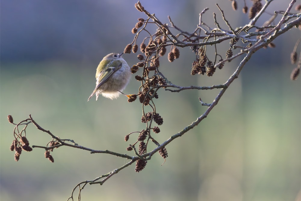 a small bird perched on top of a tree branch