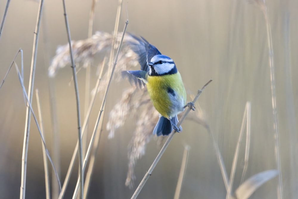 a small blue bird perched on top of a dry grass