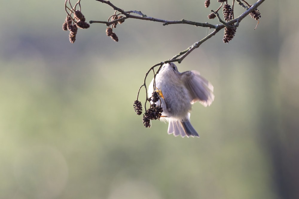 a bird is perched on a branch with berries