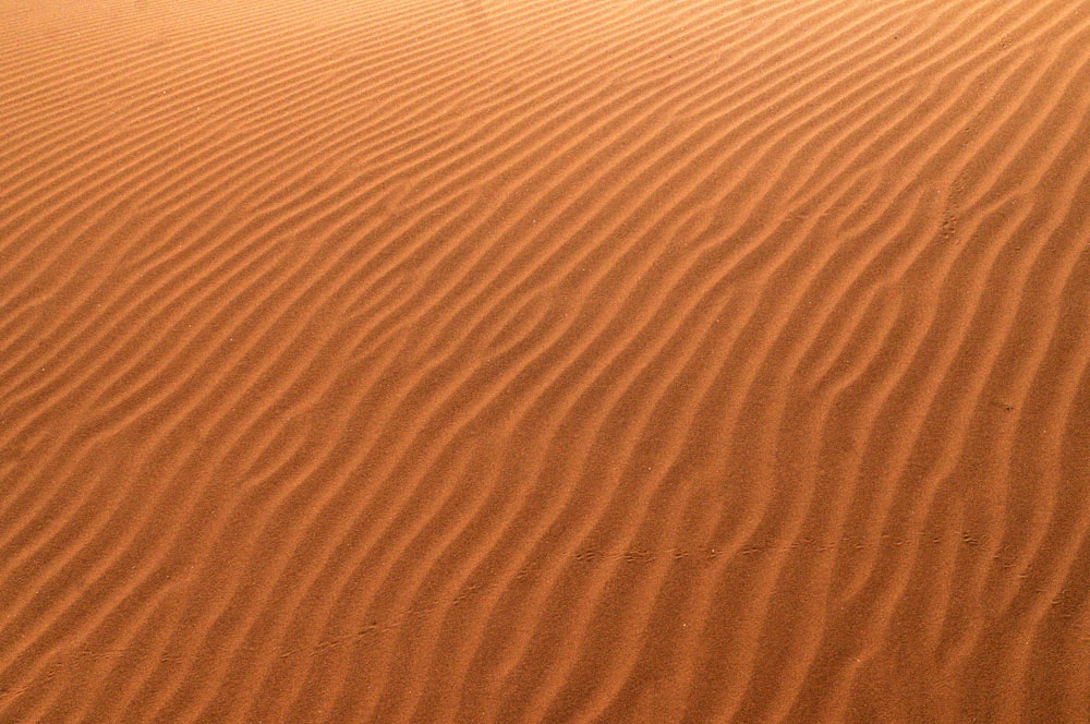 a large sandy area with a single tree in the middle of it