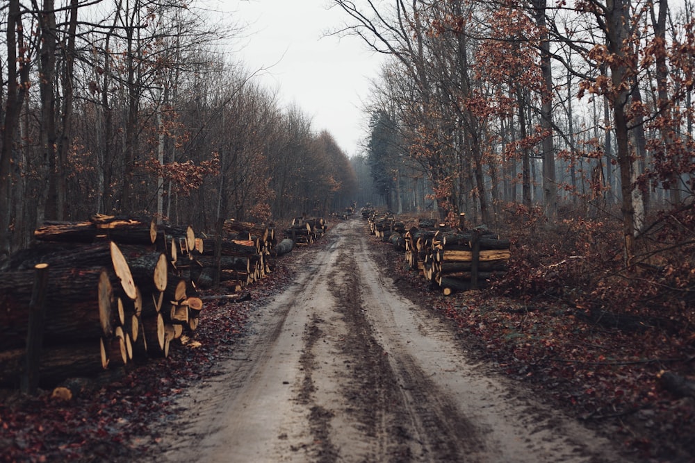 a dirt road surrounded by lots of trees