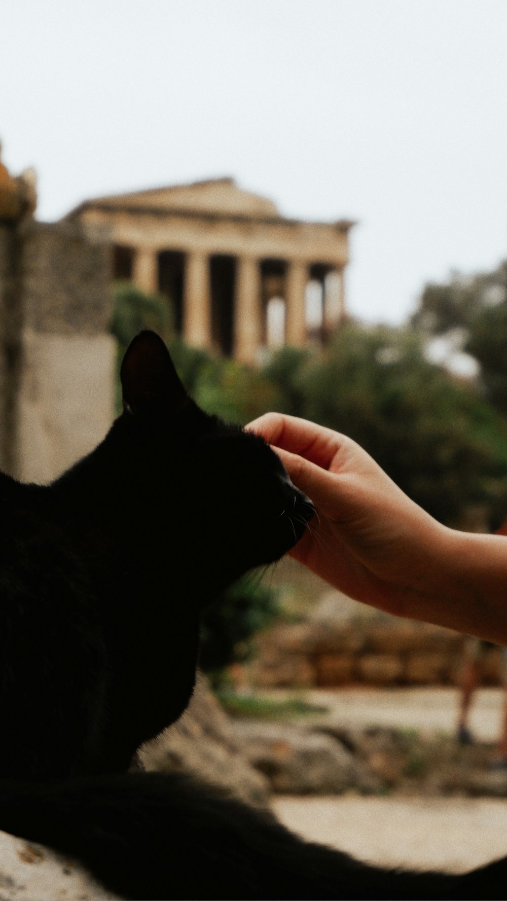 a person petting a black cat in front of a building
