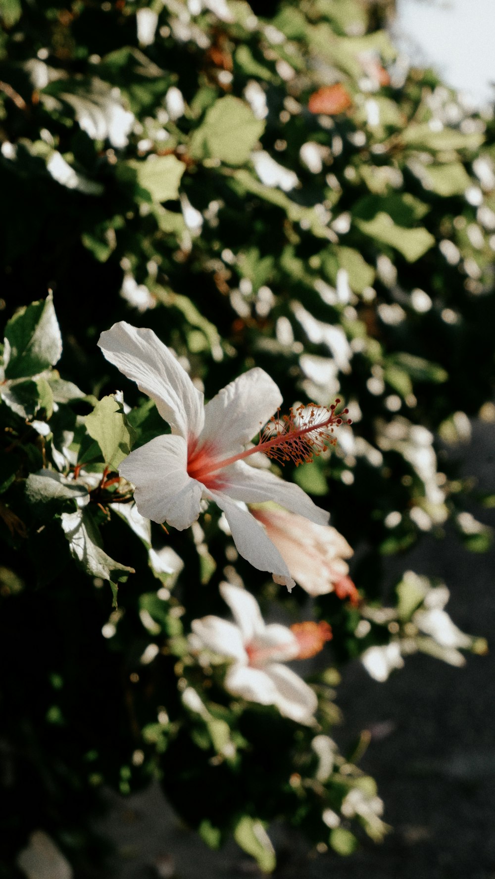 a white flower with a red center in the middle of a bush