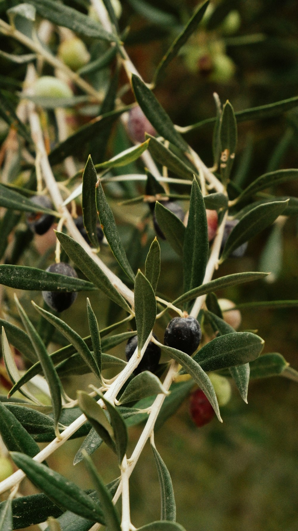 an olive tree with lots of green olives