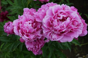 Pink peonies
