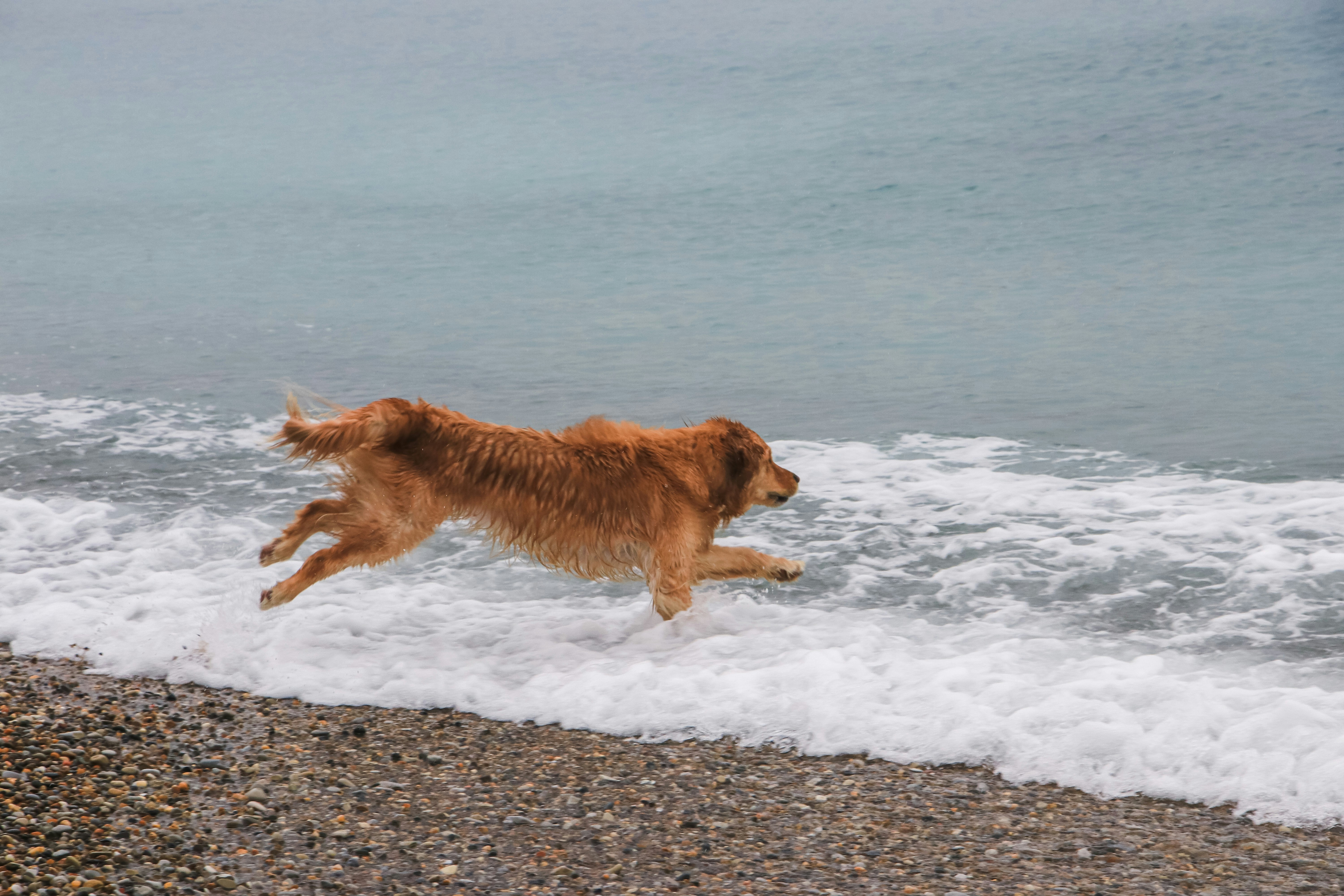 Golden retriever running on beach with waves in background