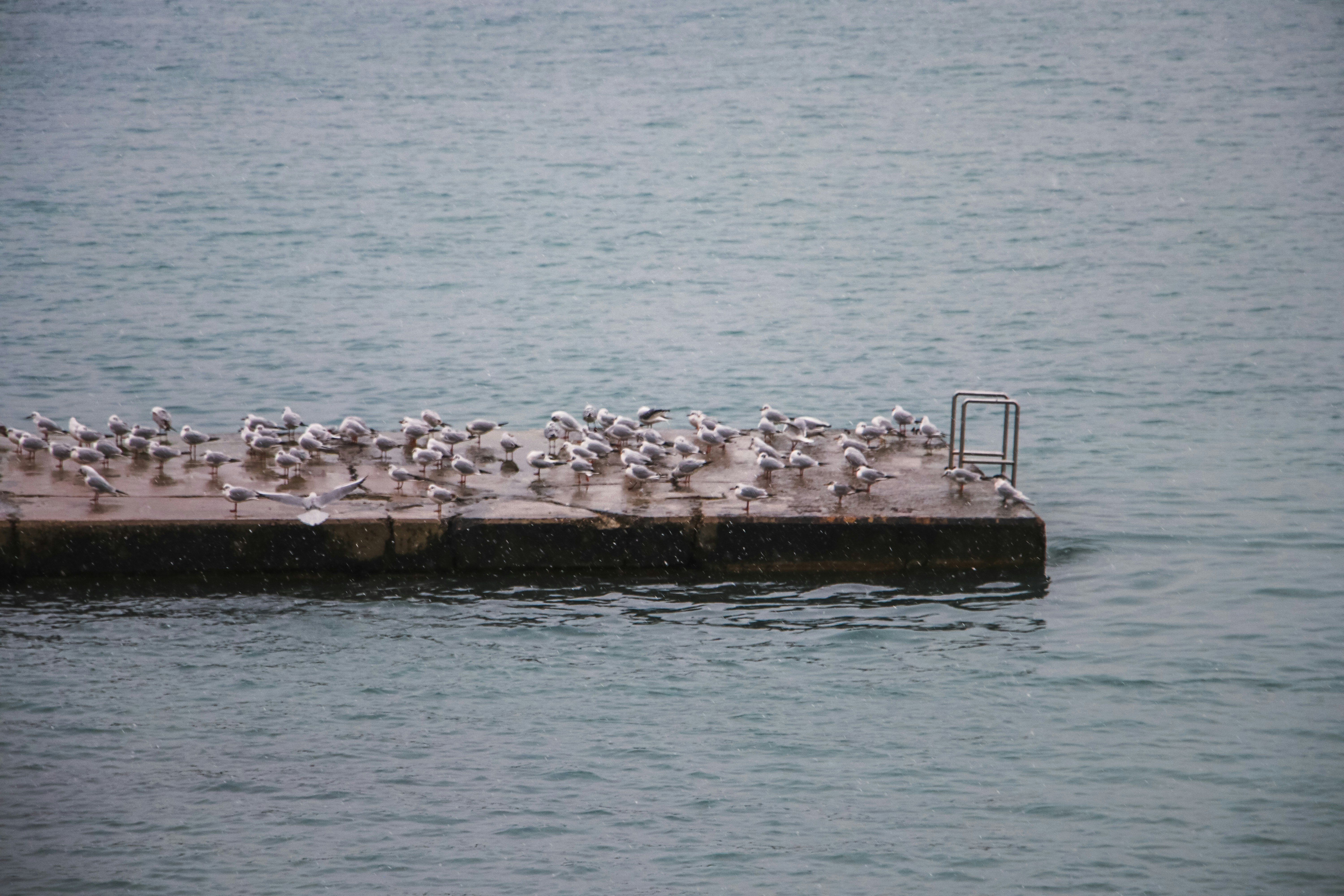 a flock of birds sitting on top of a pier