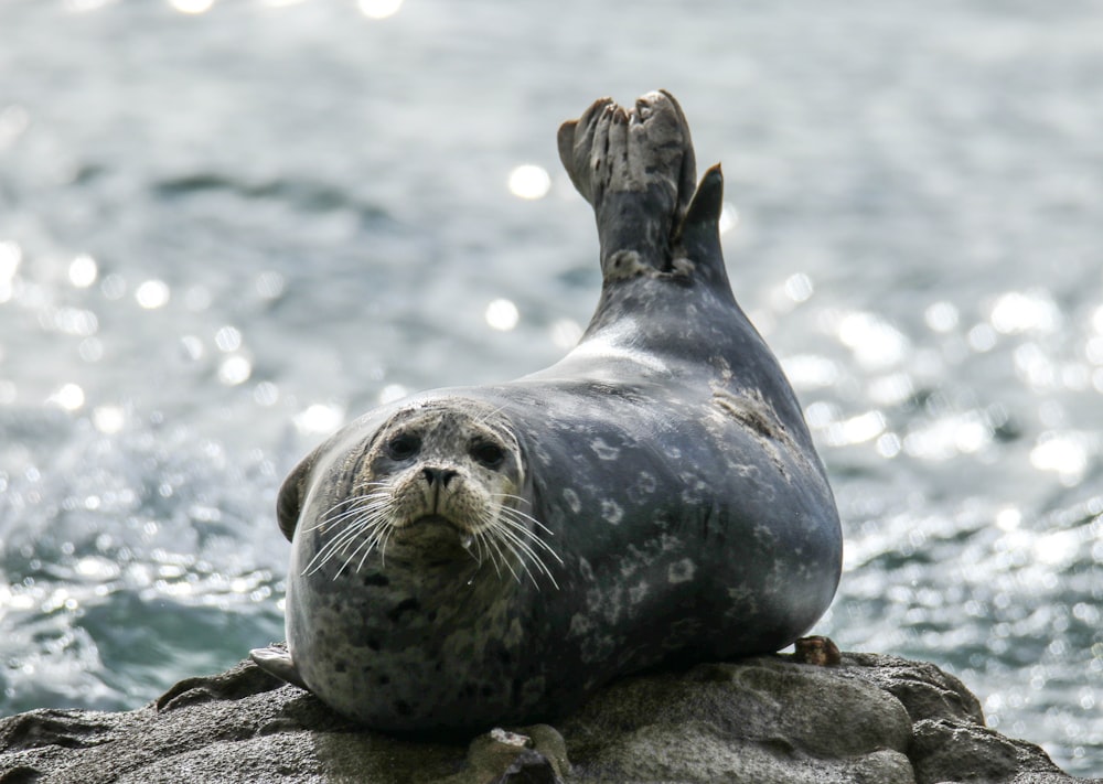 a seal is sitting on a rock in the water