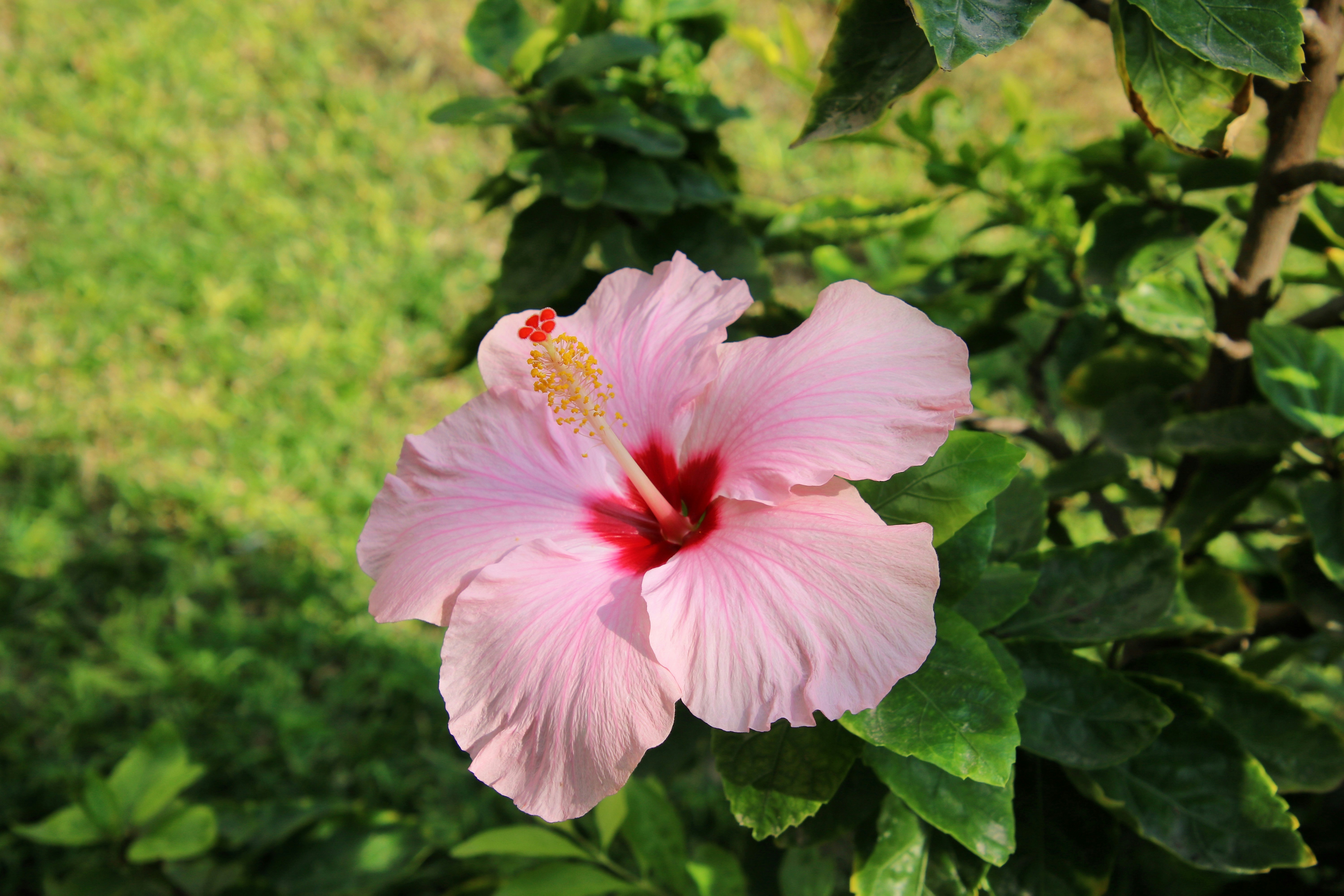 a pink flower is blooming in a garden