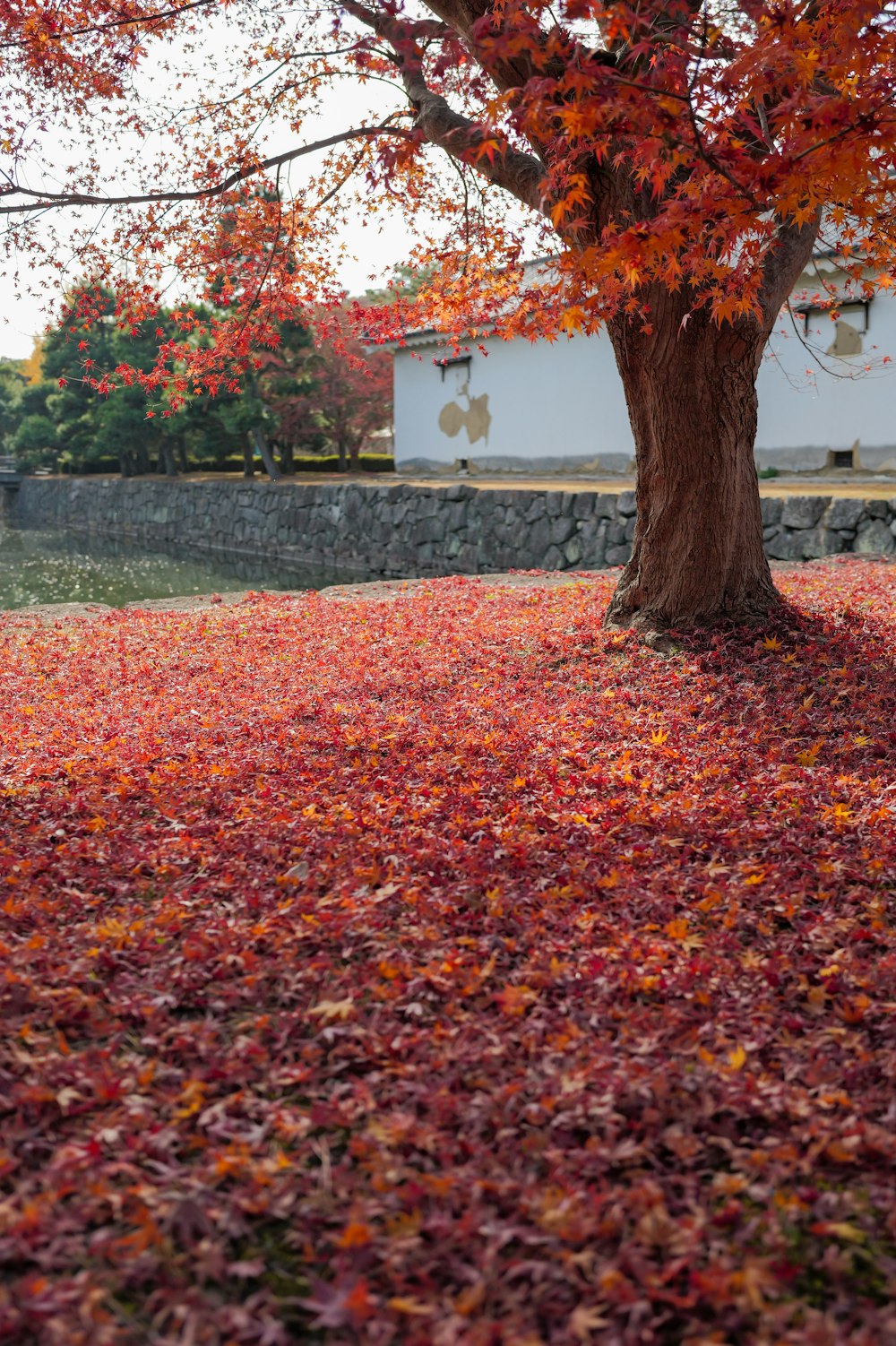 a tree with red leaves on the ground