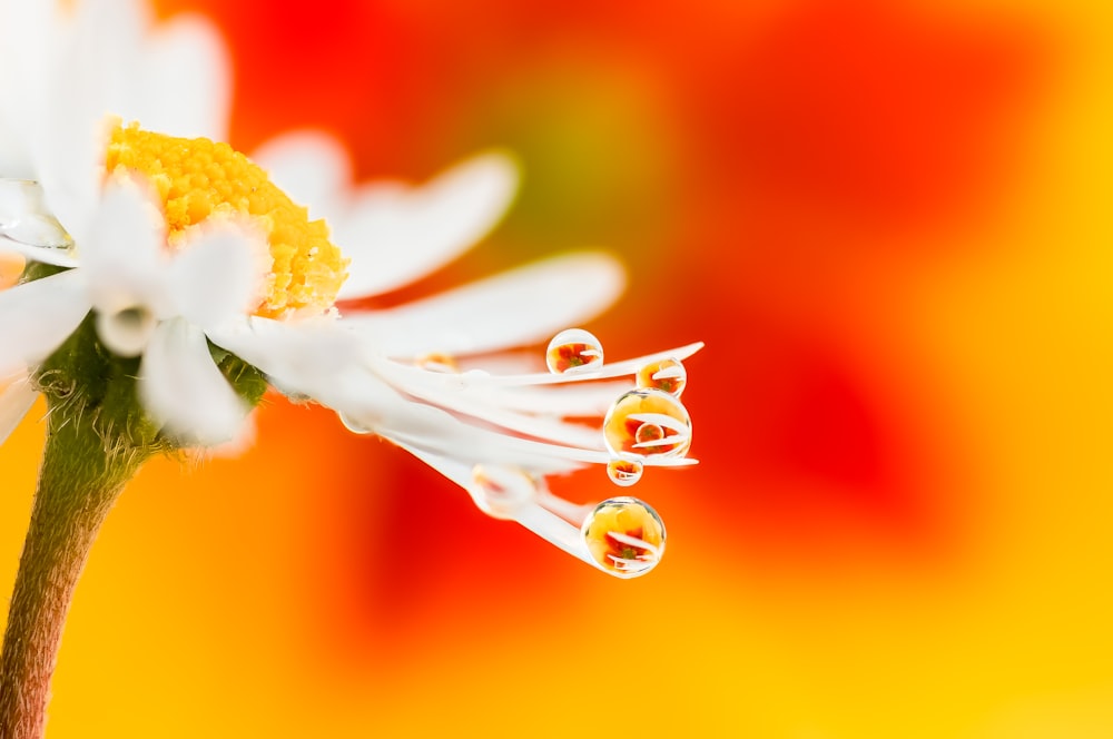 a close up of a flower with drops of water on it