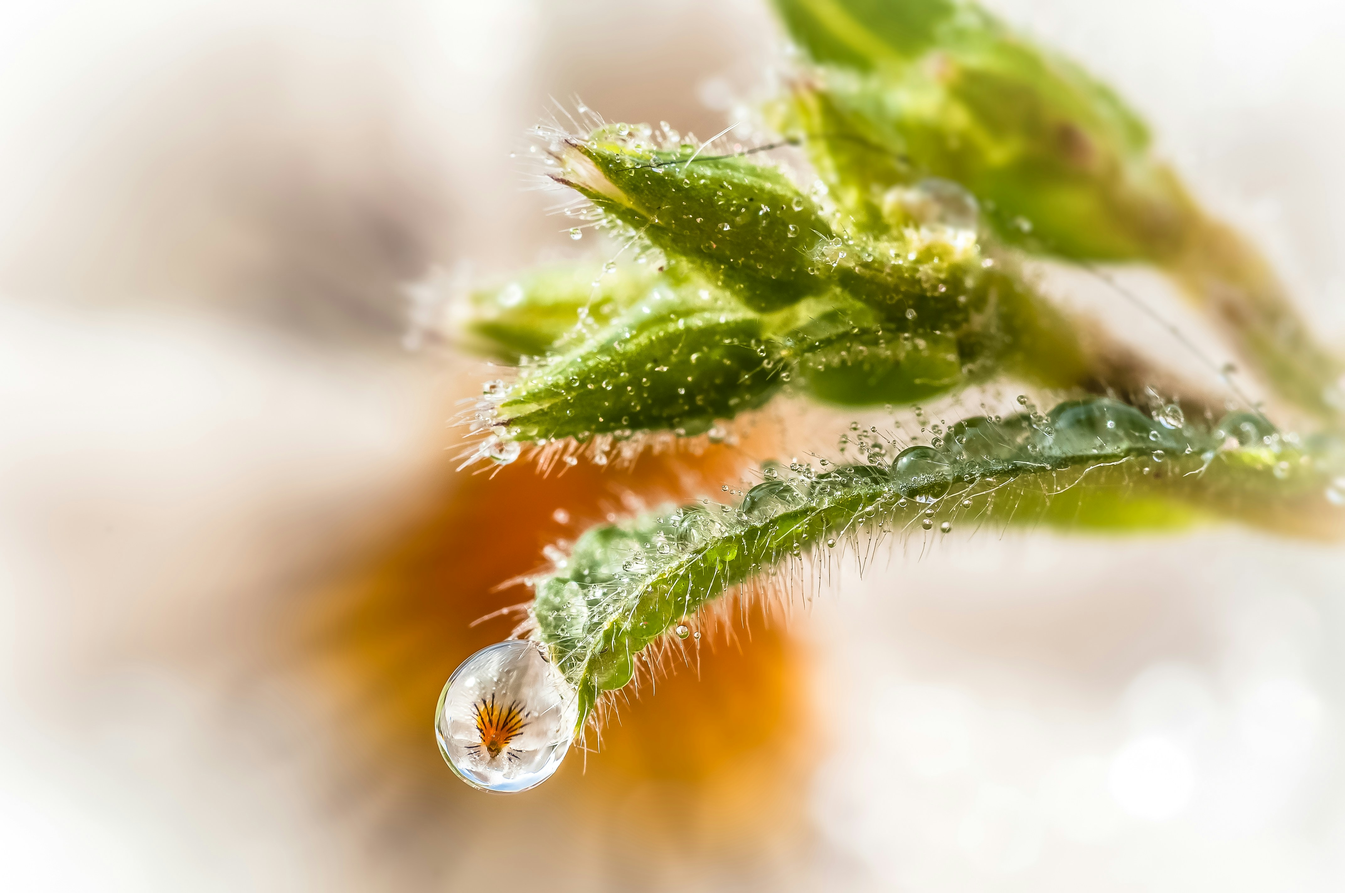 Photo by macrofotografia