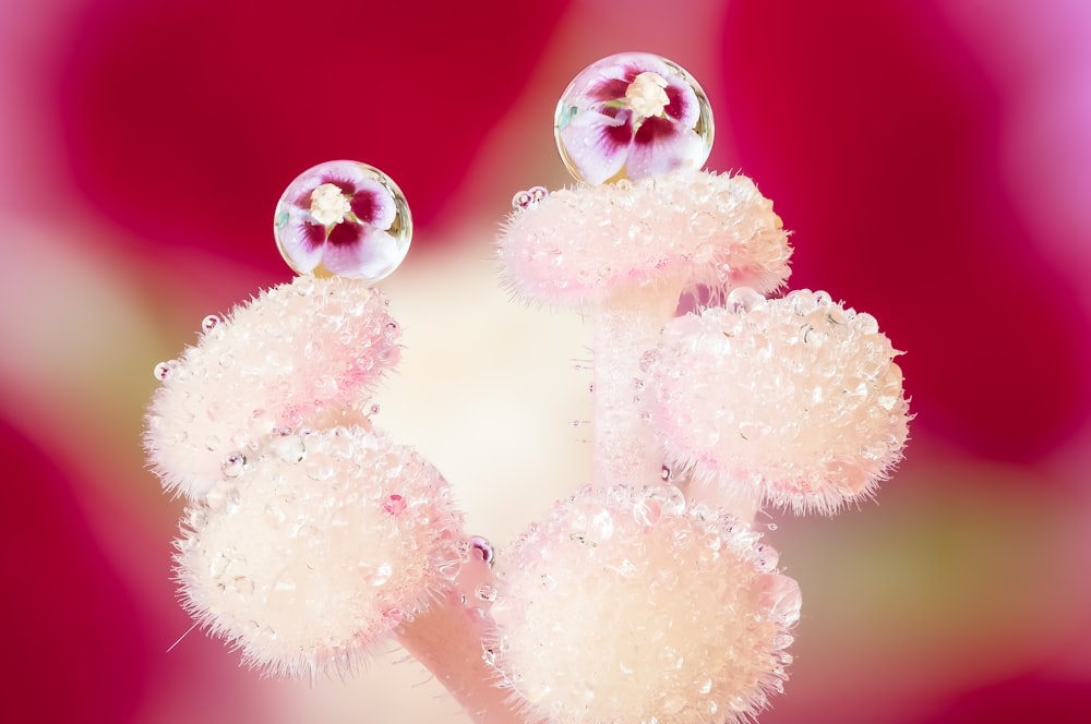 a close up of a flower with drops of water on it