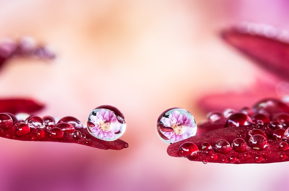 two drops of water sitting on top of a red flower