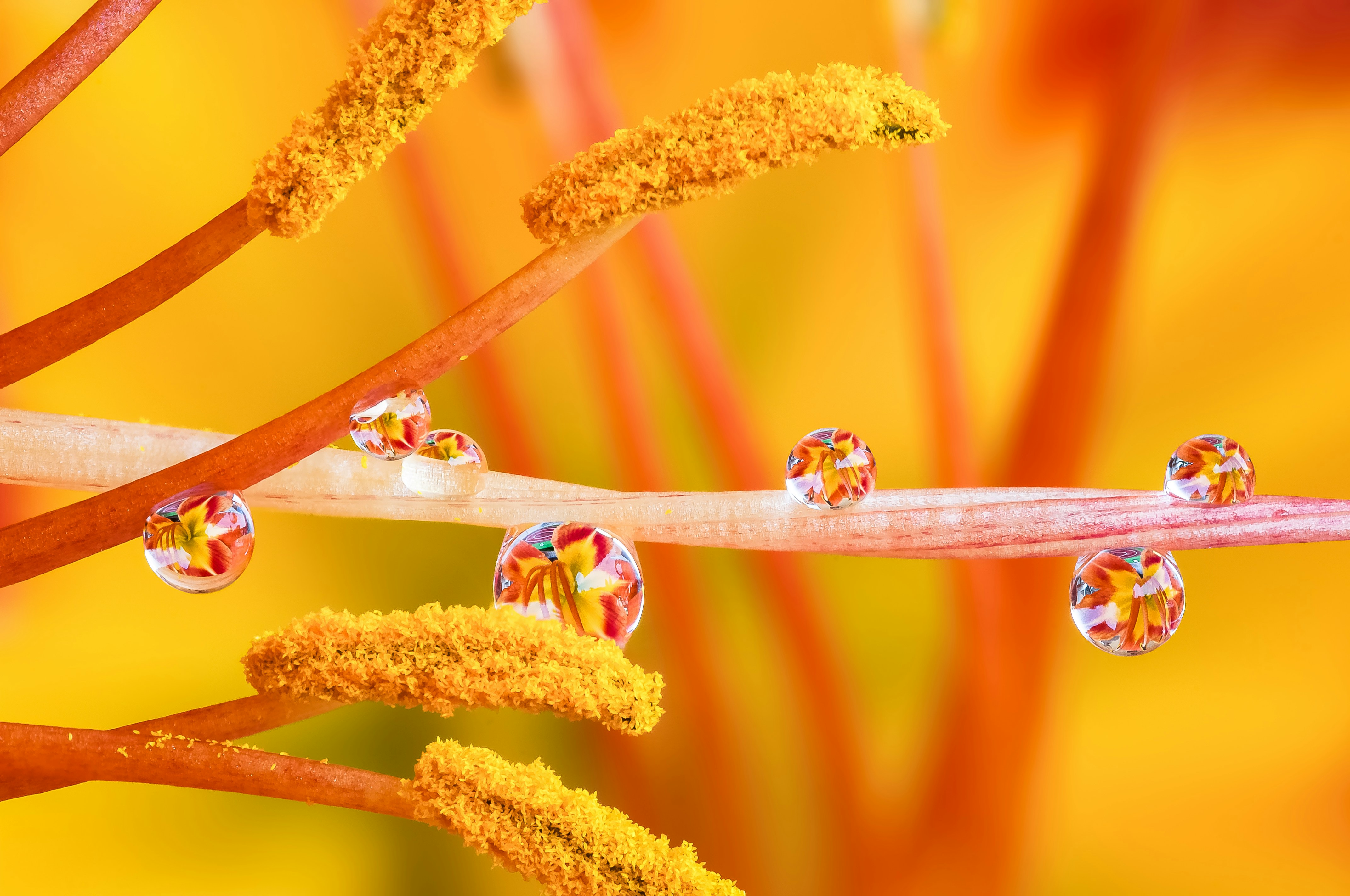 Photo by macrofotografia