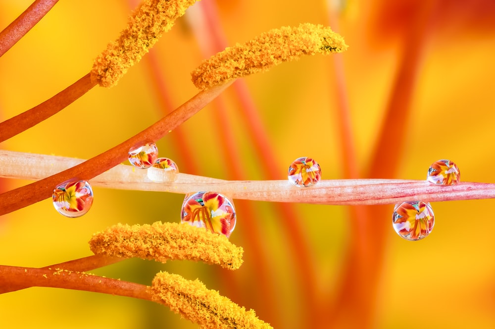 a close up of water droplets on a plant