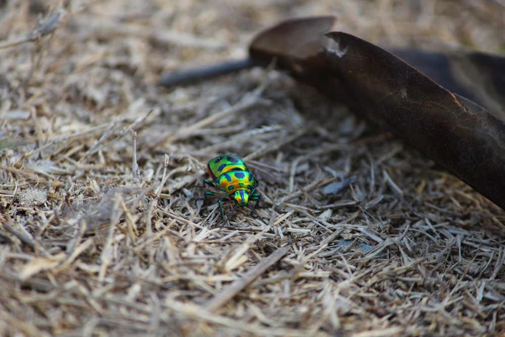 a green and yellow bug sitting on top of a pile of hay