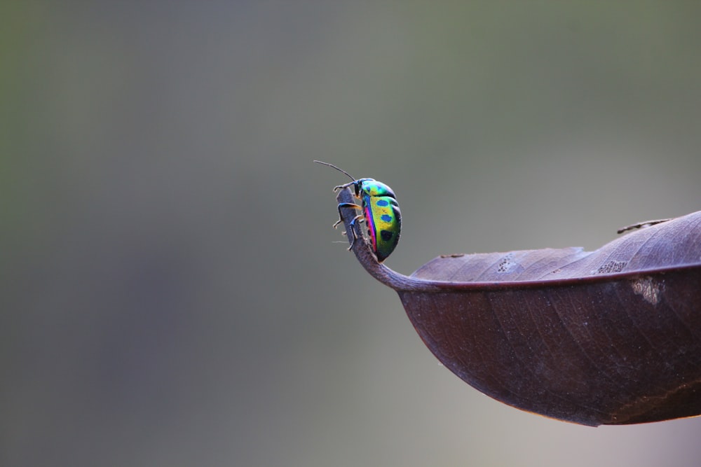 a colorful bug sitting on top of a leaf