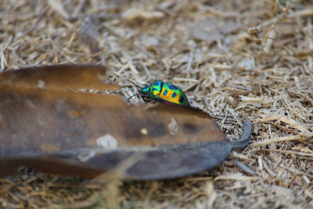 a green and yellow bug sitting on top of a leaf