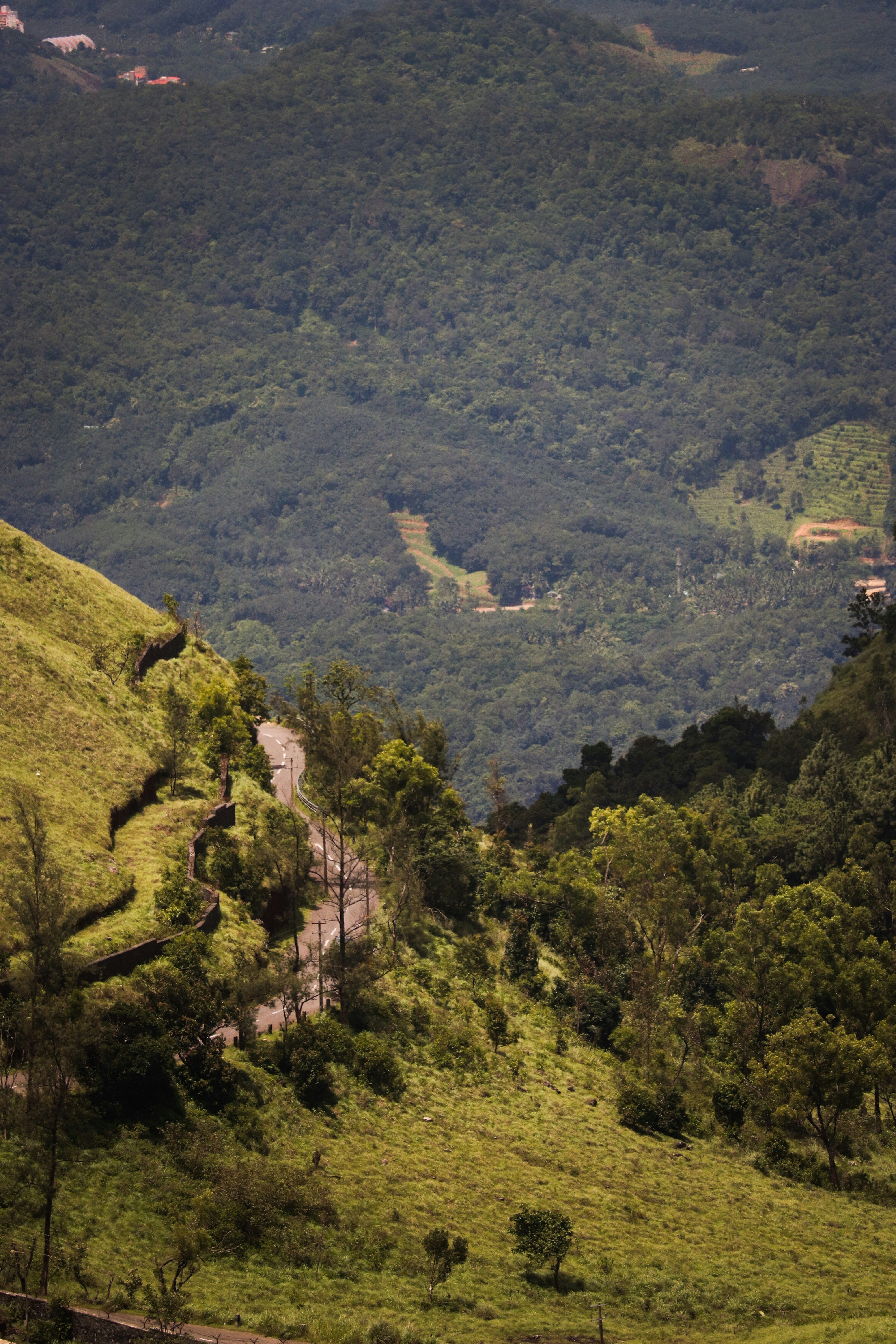 a lush green hillside covered in lots of trees
