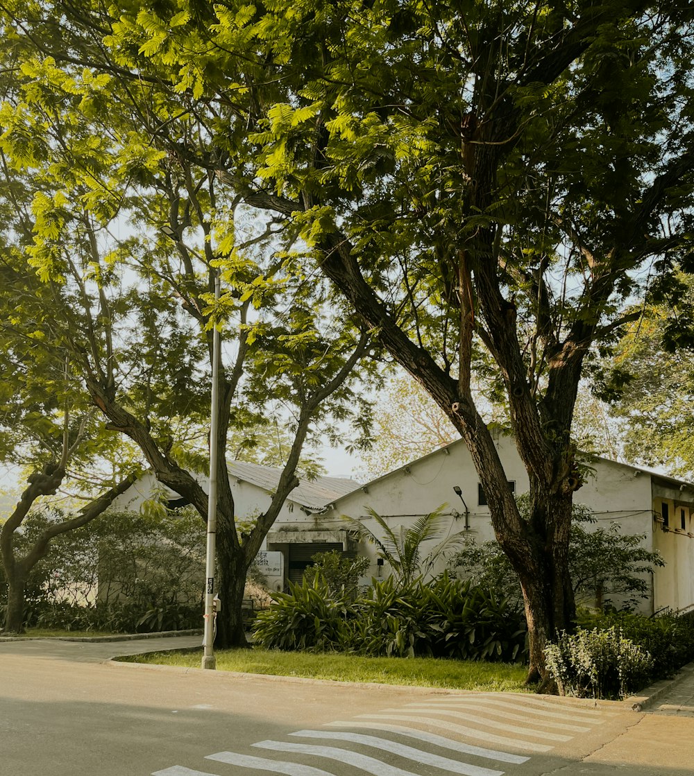 a house with a tree in front of it