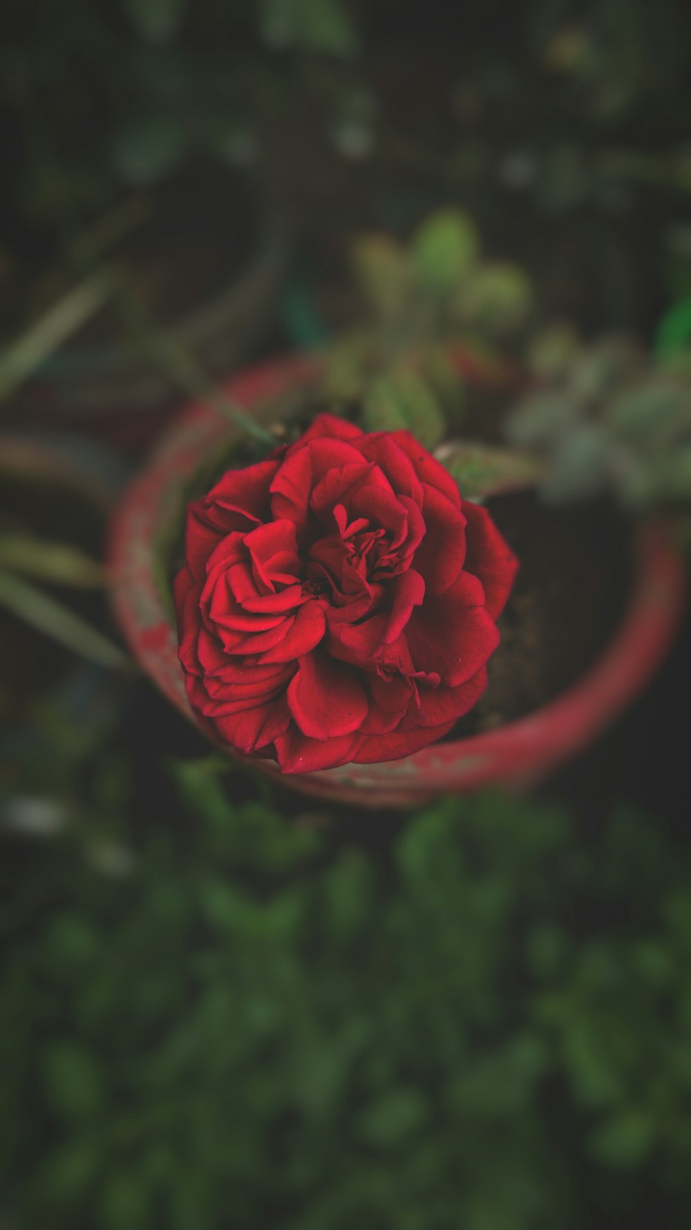 Une rose rouge est dans un vase rouge