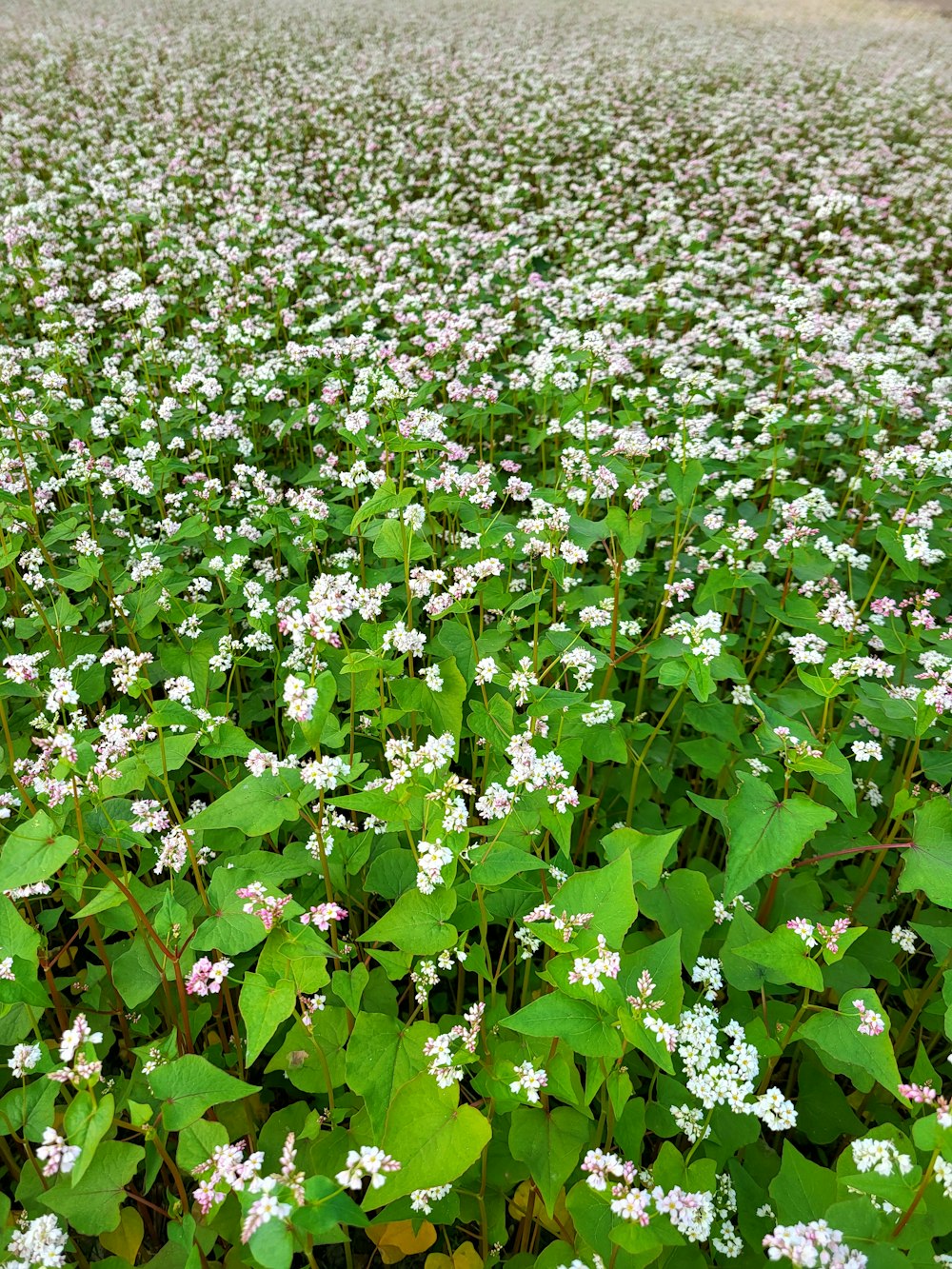 a field full of white flowers and green leaves