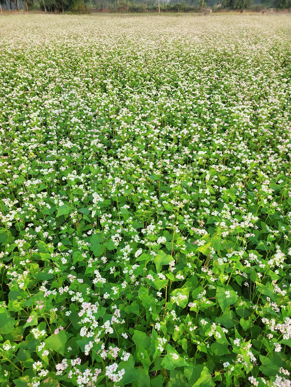 a large field of white flowers with green leaves