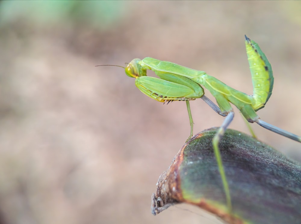 a close up of a green insect on a leaf