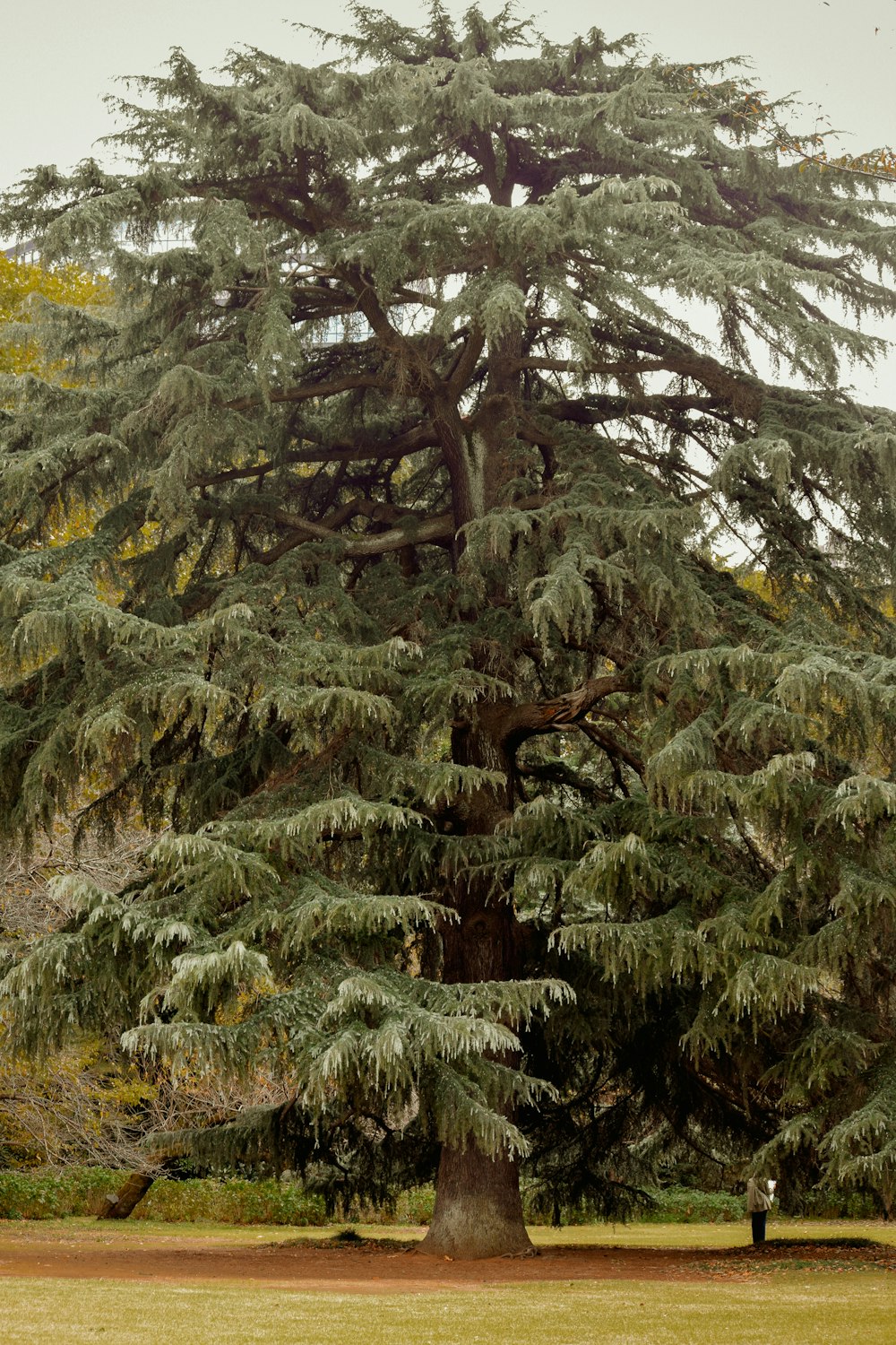 a large tree in the middle of a park