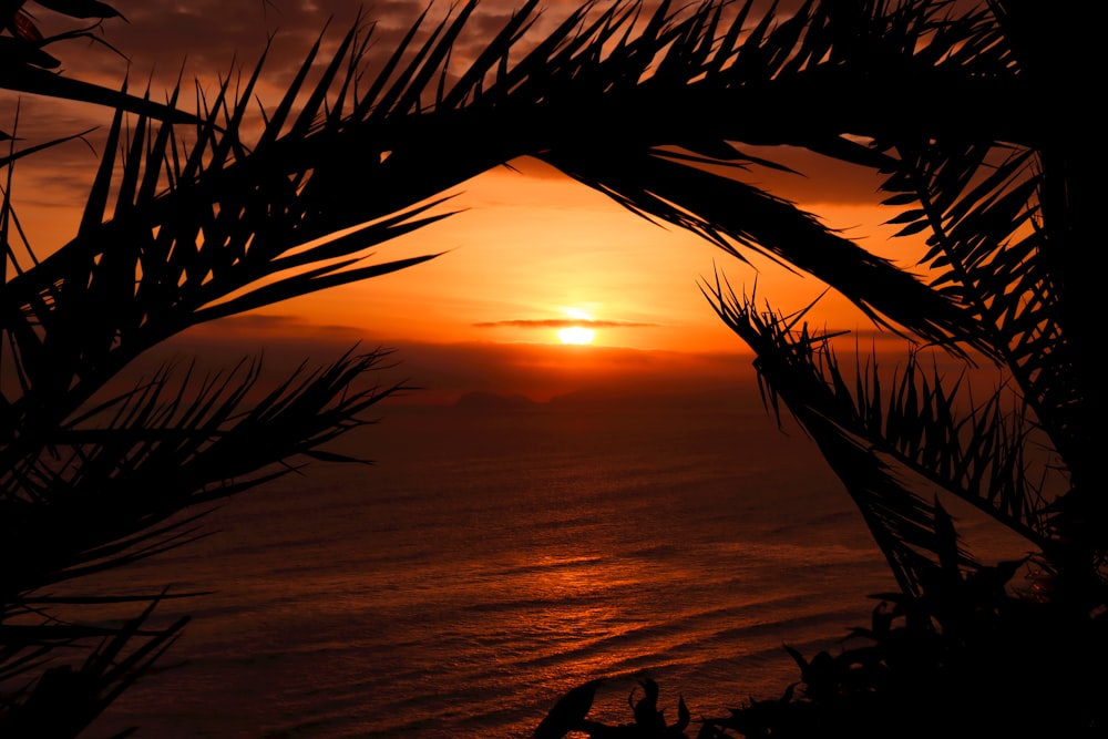 the sun is setting over the ocean with a palm tree