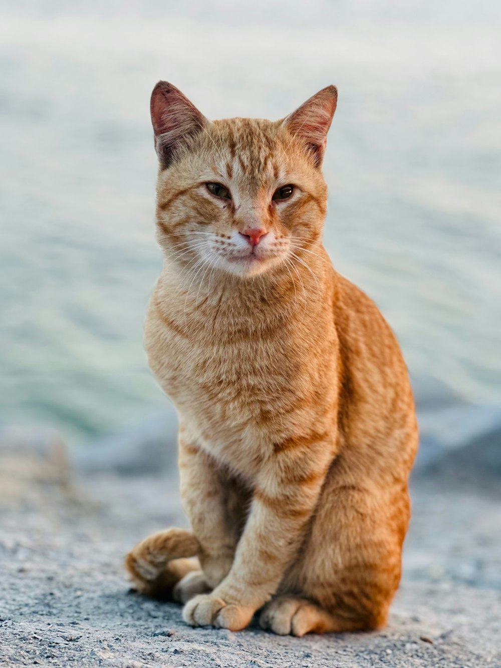 Eine Nahaufnahme einer Katze, die auf einem Felsen sitzt