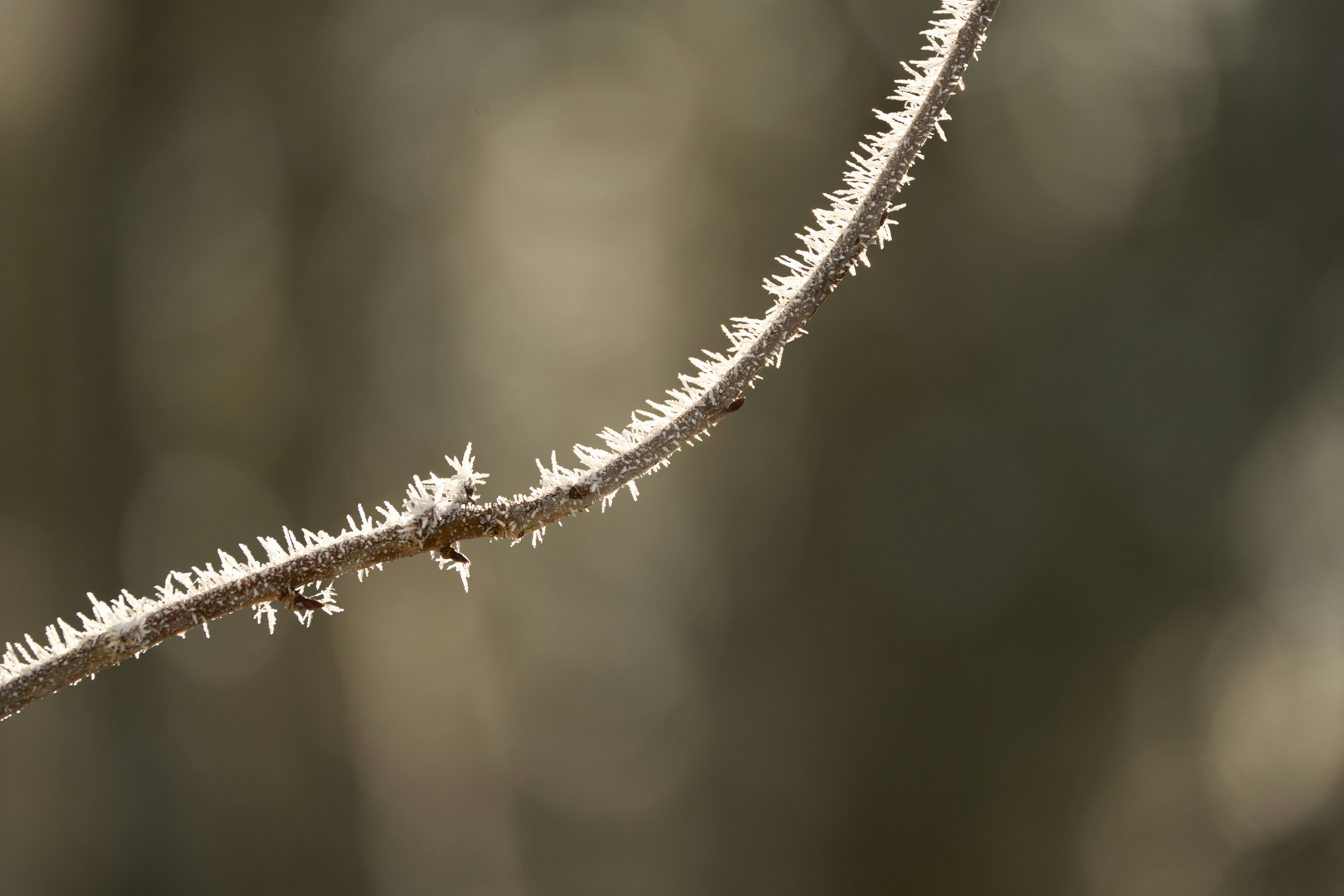 Photo by wolfgang_hasselmann