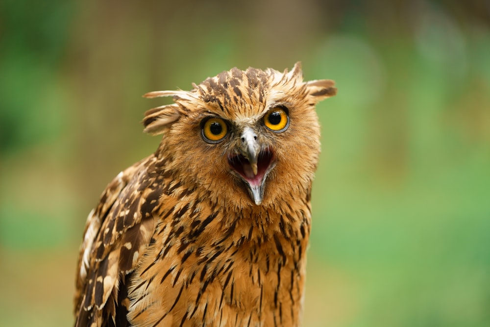 a close up of a bird of prey with an open mouth