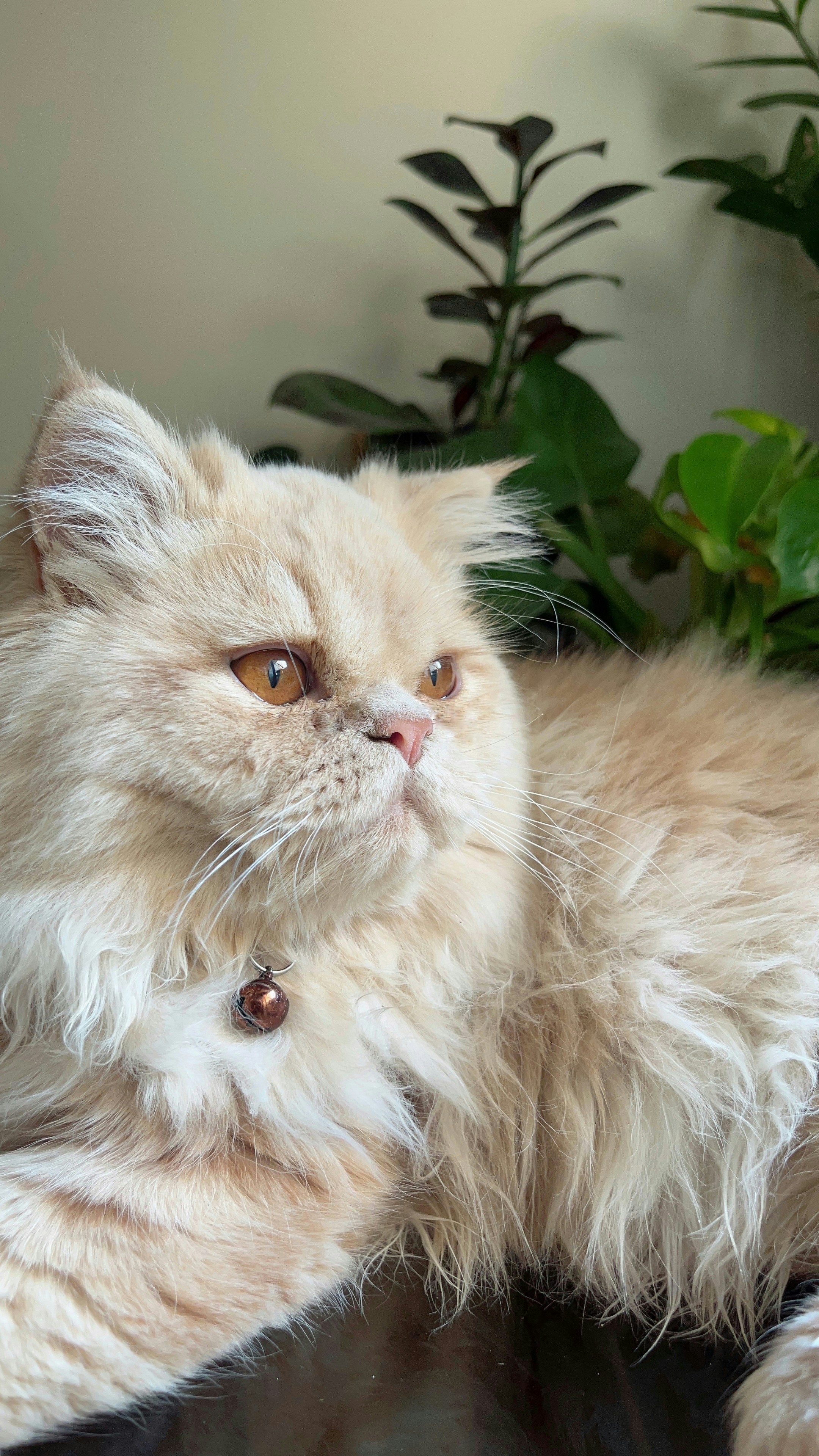 Photo by shimashojaei