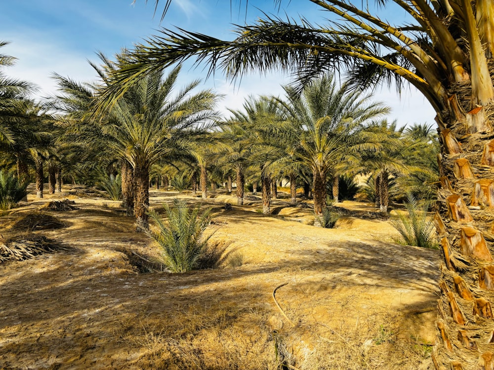 a group of palm trees in the desert