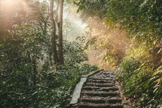 a set of stairs in the middle of a forest