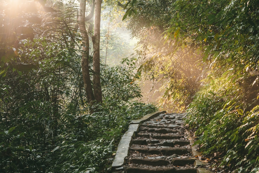 a set of stairs in the middle of a forest