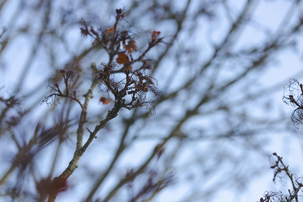 the branches of a tree against a blue sky